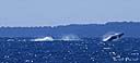 043Whale- Hervey bay.jpg